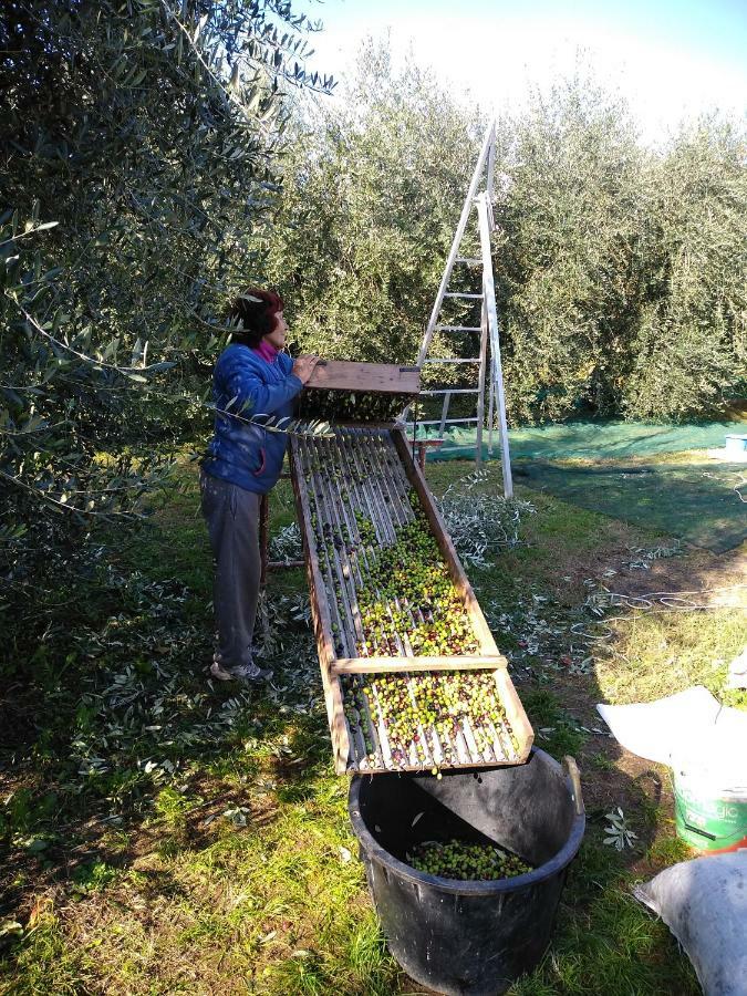 "Country House Il Brolo" Polpenazze del Garda Dış mekan fotoğraf